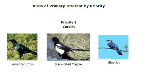 Bird Images